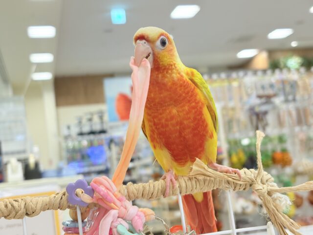 ホオミドリウロコインコ