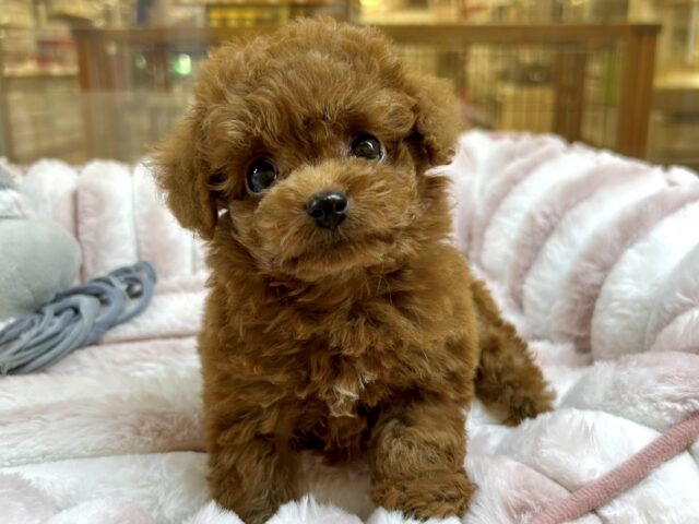 ちっちゃなお人形さん🧸トイプードル男の子