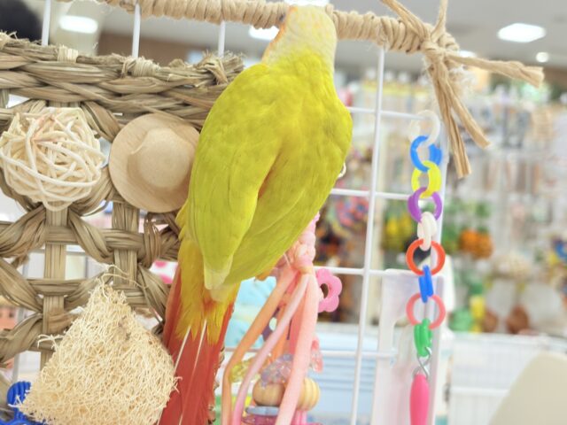 ホオミドリウロコインコ