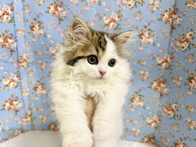 スコティッシュフォールド