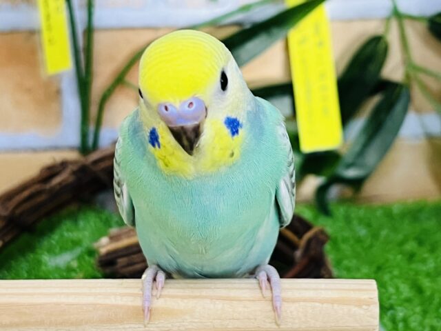 セキセイインコ