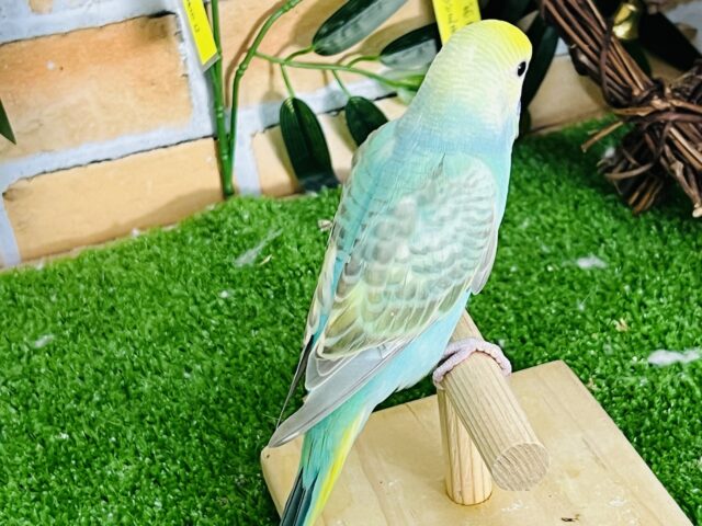 セキセイインコ