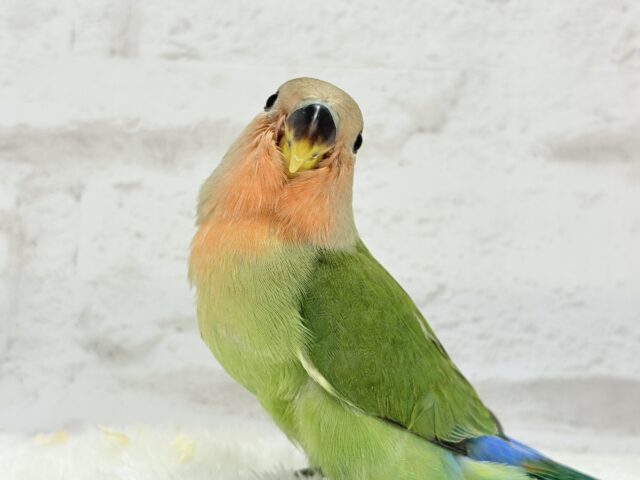 コザクラインコ（小桜インコ）