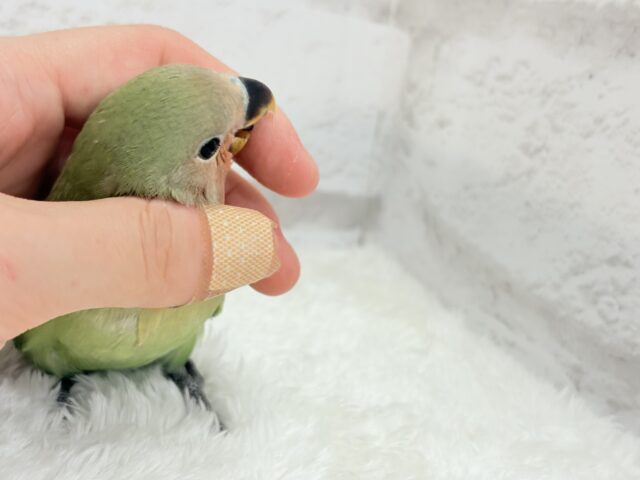 コザクラインコ（小桜インコ）