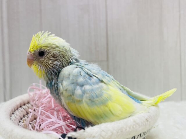 セキセイインコ