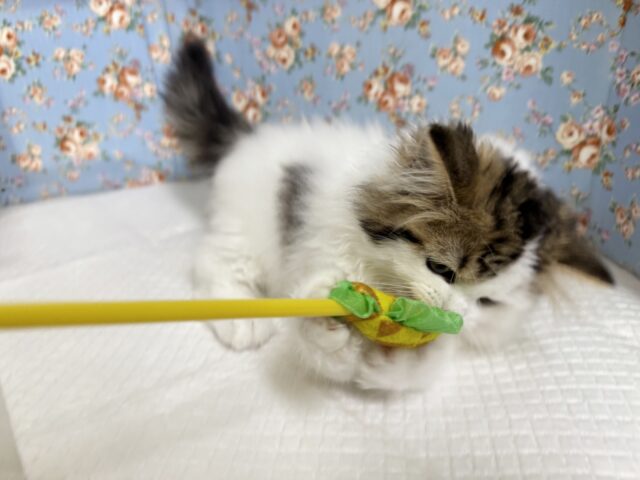 スコティッシュフォールド