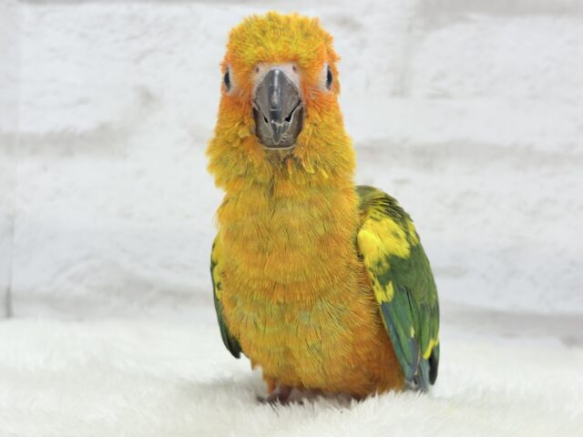 コガネメキシコインコ