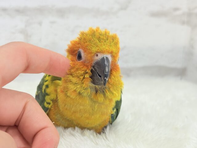 コガネメキシコインコ