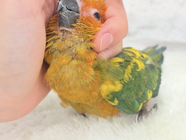 コガネメキシコインコ