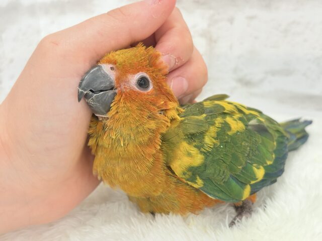 コガネメキシコインコ