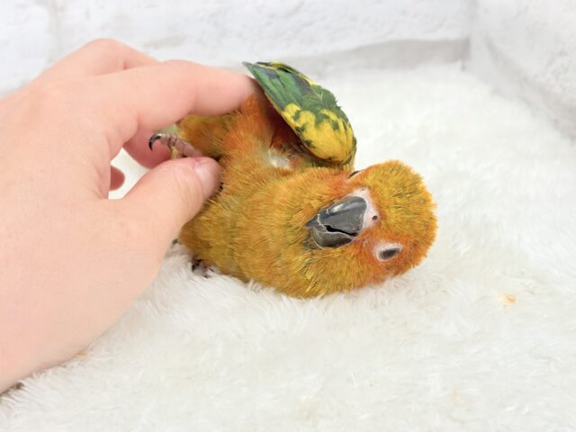 コガネメキシコインコ