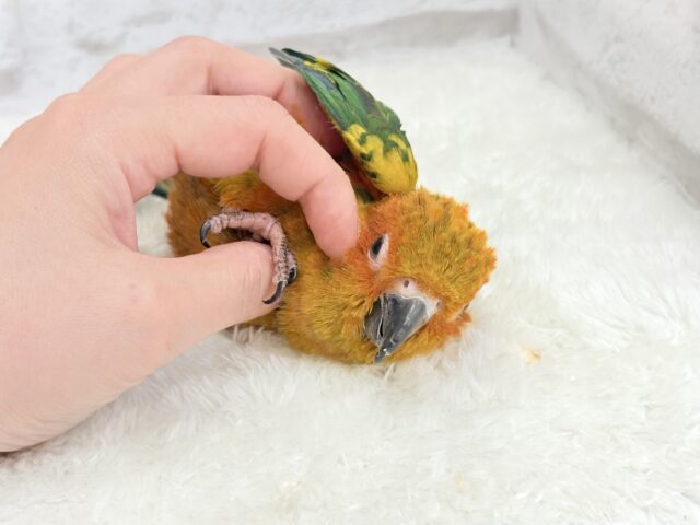 コガネメキシコインコ