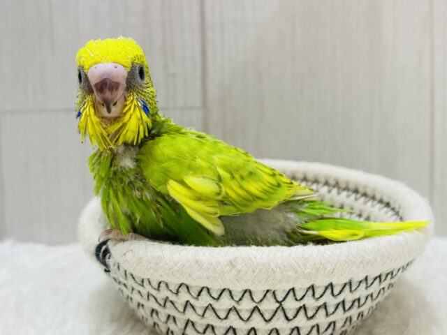 セキセイインコ