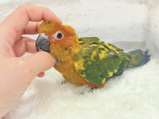 コガネメキシコインコ