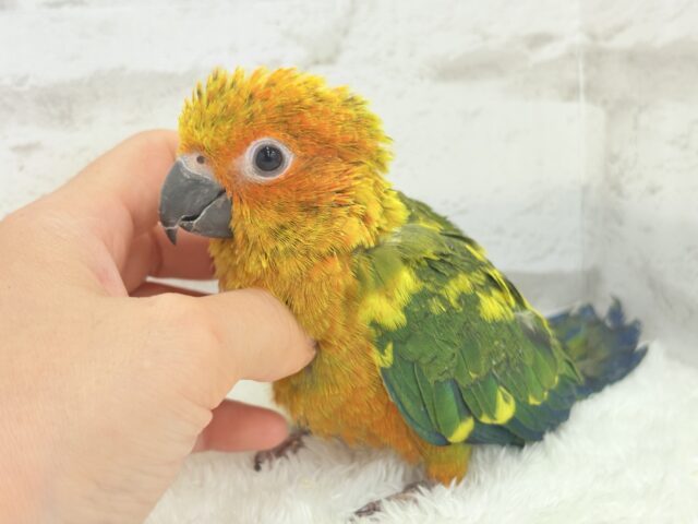 コガネメキシコインコ