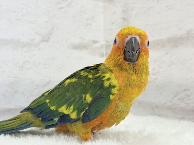 コガネメキシコインコ