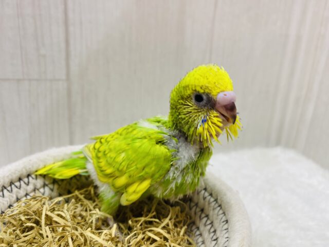 セキセイインコ