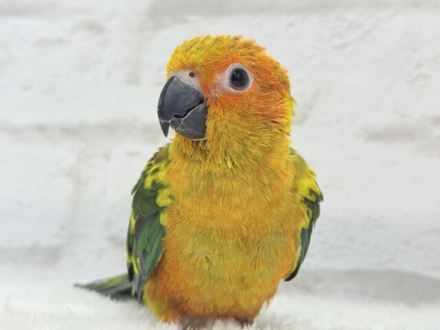 コガネメキシコインコ