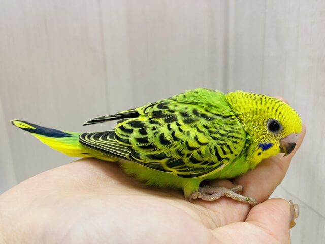 セキセイインコ