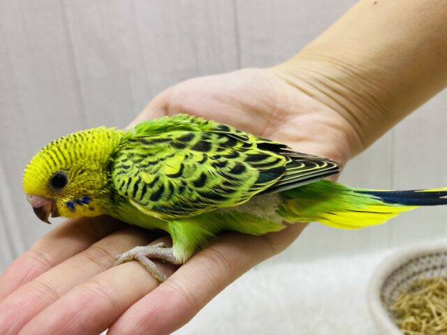 セキセイインコ