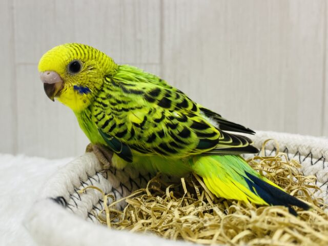 セキセイインコ