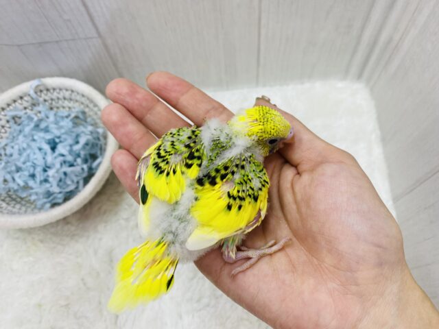 セキセイインコ