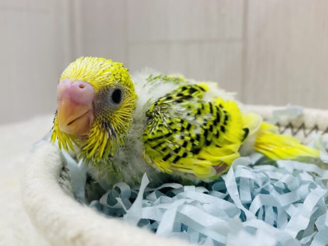 セキセイインコ