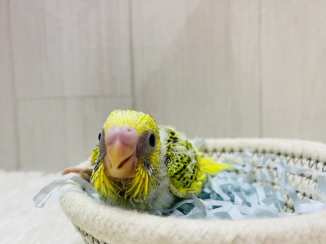 セキセイインコ