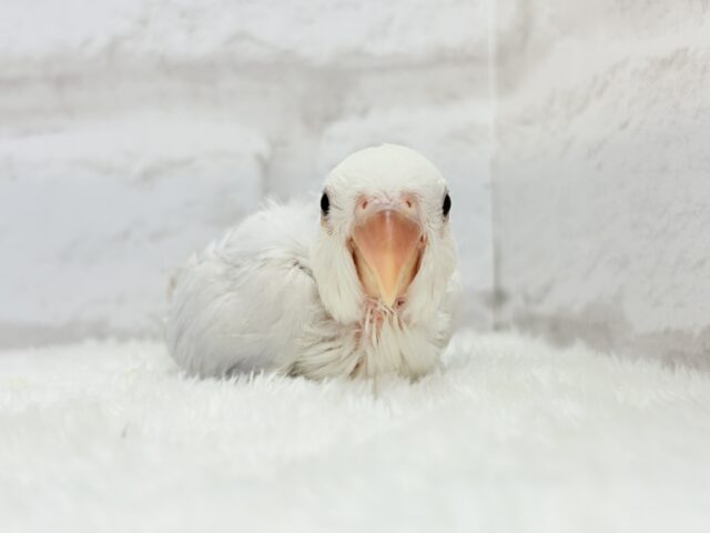 コザクラインコ（小桜インコ）