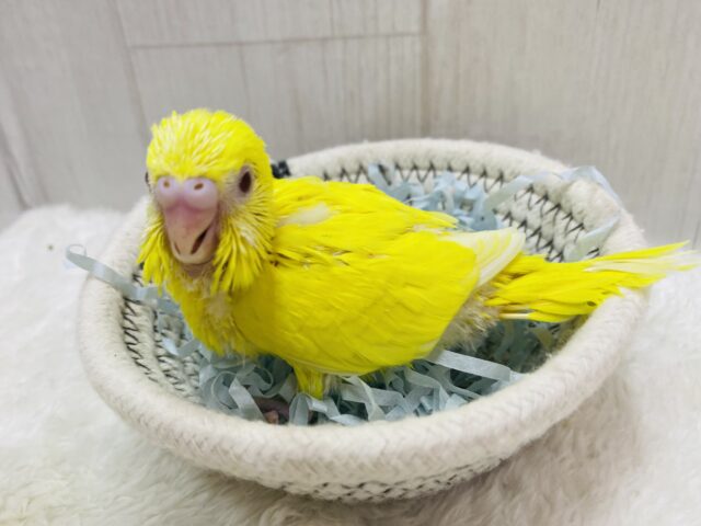 セキセイインコ