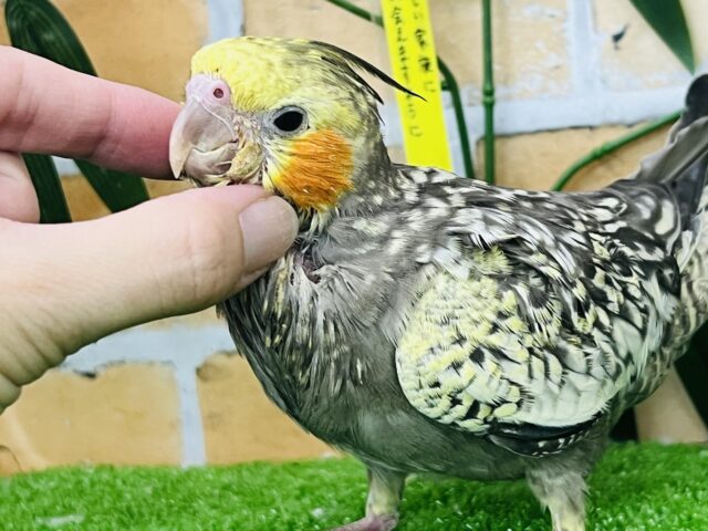 オカメインコ