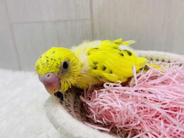 セキセイインコ