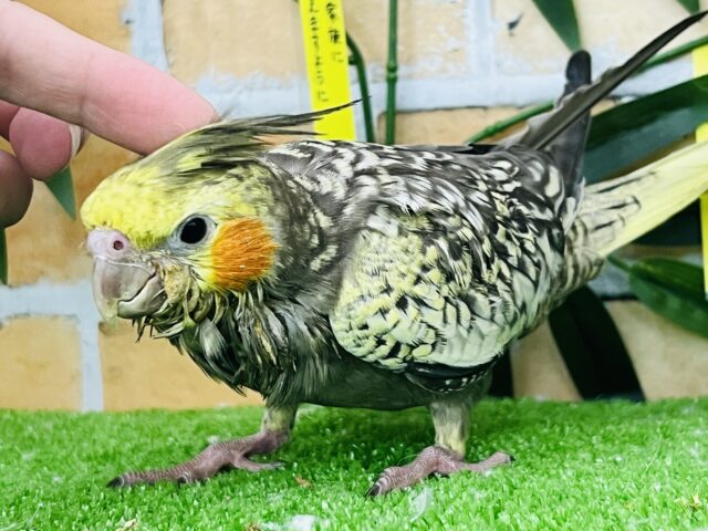 オカメインコ