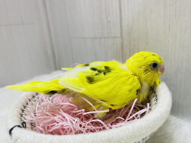 セキセイインコ