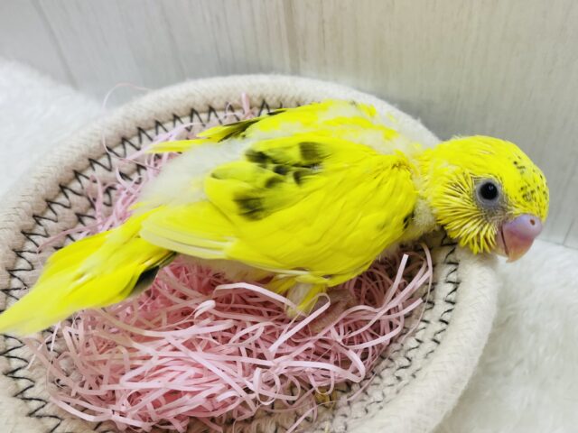 セキセイインコ