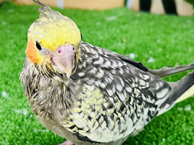 オカメインコ