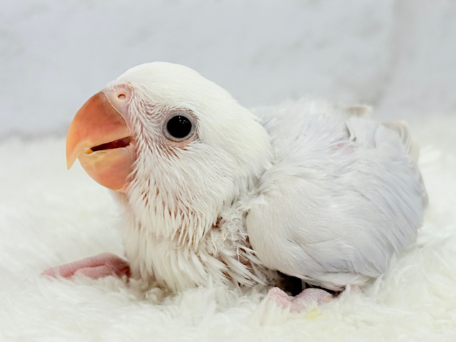ふわっと🫧淡カラーベビ🐣🍬コザクラインコ(ダイリュートブルーバイオレットシナモンオパーリン) ヒナ