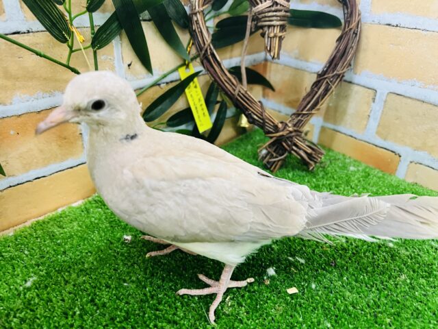 ジュズカケバト