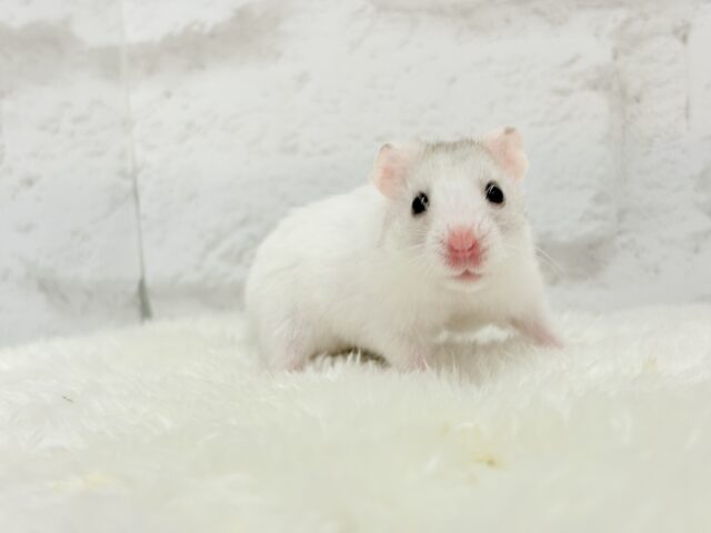 ゴールデンハムスター