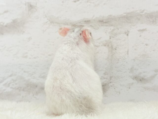 ゴールデンハムスター