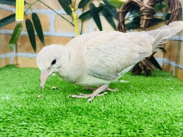 ジュズカケバト