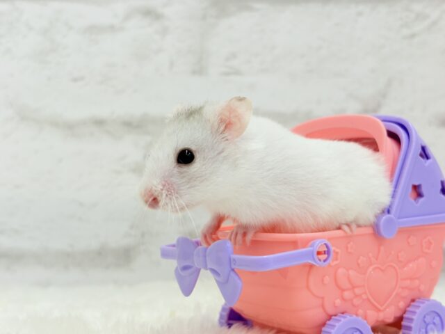 ゴールデンハムスター