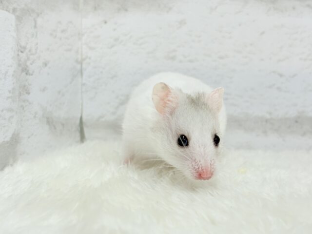 ゴールデンハムスター