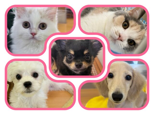 夏休みフェア開催中⋆⸜🌻⸝‍⋆可愛い家族を見つけちゃいましょ〜‼️