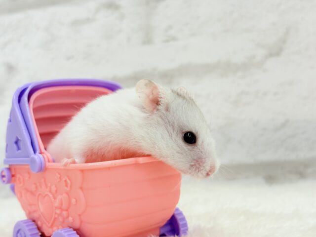 ゴールデンハムスター