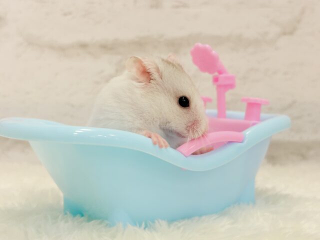 ゴールデンハムスター