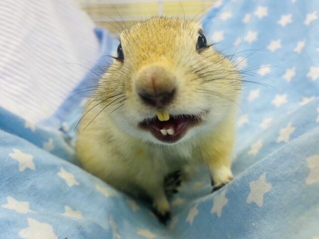 リチャードソンジリス