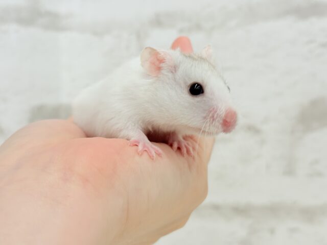 ゴールデンハムスター