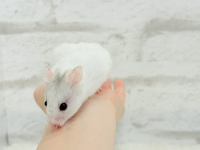 ゴールデンハムスター