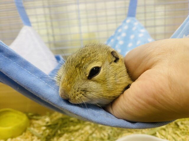 リチャードソンジリス